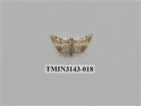 藏品(螟蛾290)的圖片